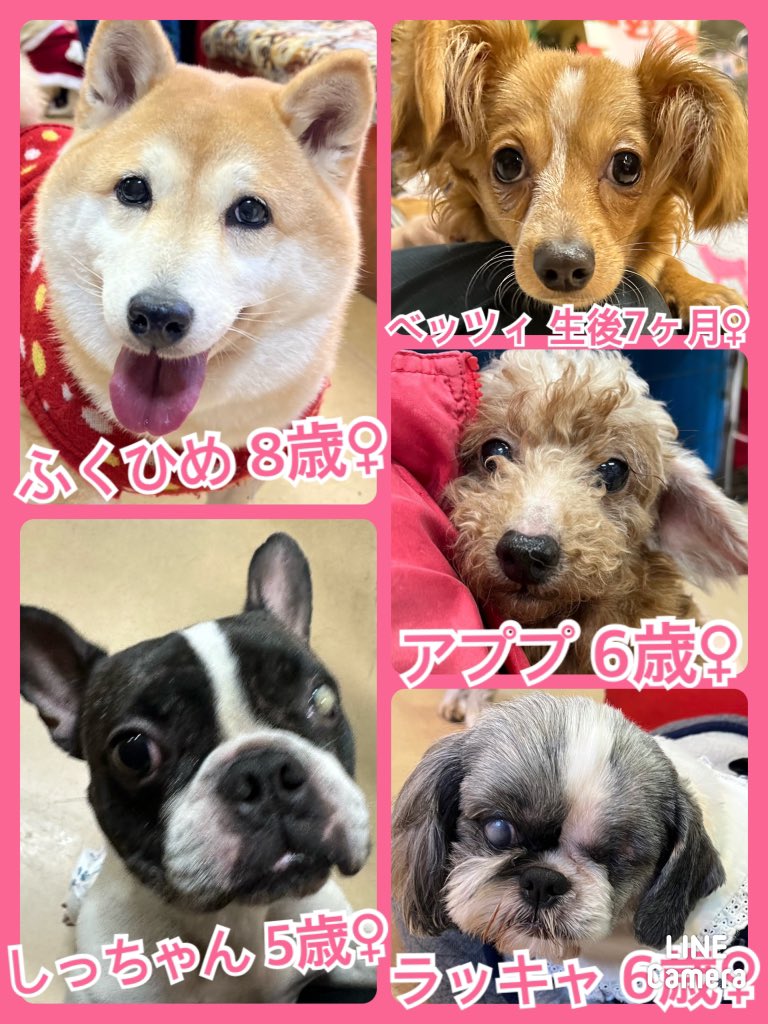 🐾今日の里親様募集中ワンコ🐶メンバーです🐾2024,1,1【保護犬カフェ天神橋店】